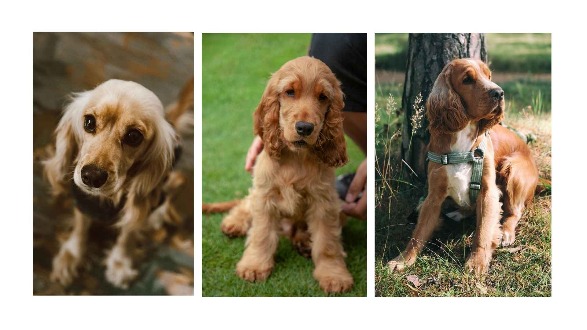 Cocker Spaniel